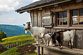 Ziegen auf Holzbank vor Almhütte, Fähnerenspitz, Kanton Appenzell-Innerrhoden, Schweiz