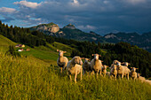 Sheep, Fähnerenspitz, sunset, view of the Alpstein massif with the Hoher Kasten, Canton of Appenzell-Innerrhoden, Switzerland