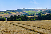 Hügellandschaft mit abgeernetem Getreidefeld bei Oldřiš in der Böhmisch-Mährischen Höhe in Tschechien