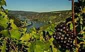 Red wine vine in a vineyard, view over the vineyard into the Rhine Valley with Maus Castle and the village of Wellmich, St. Goarshausen, Upper Middle Rhine Valley, Rhineland-Palatinate, Germany
