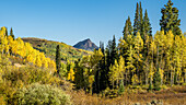 Yellow Aspens shimmering in the late afternoon sun.