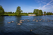 Geese on the River Thames with houseboat barge on the bank, Hurley, near Maidenhead, Berkshire, England, United Kingdom