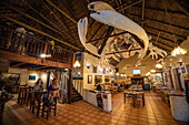 The skeleton of a southern right whale (Eubalaena australis) hangs from the ceiling in The Great White House restaurant, shop and accommodation, Kleinbaai, Western Cape, South Africa