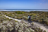 Man rides fat tire bicycle on sandy path past flowering bushes along coast and beach in Walker Bay Nature Reserve, Gansbaai De Kelders, Western Cape, South Africa