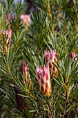 Protea hybrid, Grootbos Private Nature Reserve, Western Cape, South Africa