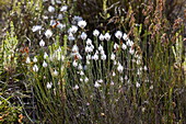 Strawflowers (Edmondia sesamoides), Grootbos Private Nature Reserve, Western Cape, South Africa