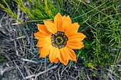 Cockscomb Gazania (Gazania pectinata), Grootbos Private Nature Reserve, Western Cape, South Africa