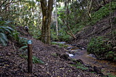 Hiking trail along stream, Grootbos Private Nature Reserve, Western Cape, South Africa