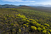 Aerial footage of yellow flowering bushes in the landscape, Grootbos Private Nature Reserve, Western Cape, South Africa