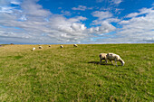 Schafe auf dem Deich der Halbinsel Nordstrand, Kreis Nordfriesland, Schleswig-Holstein, Deutschland, Europa