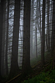 In the mixed forest in fog while hiking in the mountains, Schafberg, Salzburg/Upper Austria, Austria