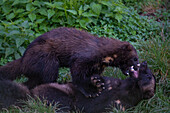 Wolverines (Gulo gulo) wrestling