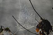 Spider's web with drops of dew, Salzach meadows in autumn