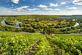 Vineyard on the Volkacher Mainschleife, Volkach, Lower Franconia, Bavaria, Germany