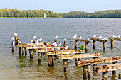 Möwen auf den Resten eines alten Bootsanlegers am Jezioro Kisajno (Kissainsee) bei Giżycko (Lötzen) in den Masuren (Mazury) in der Wojewodschaft Warmińsko-Mazurskie in Polen