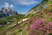 Rosa blühendes Heidekraut mit Reiter Alm im Hintergrund, Großer Bruder, Reiteralm, Berchtesgadener Alpen, Salzburg, Österreich