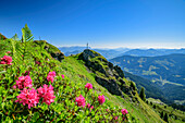 Pink blooming alpine roses with field alphorn, Wildschönauer Höhenweg, Wildschönau, Kitzbühel Alps, Tyrol, Austria