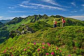 Man and woman hiking through blooming alpine roses, Kitzbühel Alps with Standkopf in the background, Standkopf, Kitzbühel Alps, Tyrol, Austria