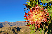 Red blooming protea flower with Drakensberg mountains in the background, Injasuthi, Drakensberg, Kwa Zulu Natal, UNESCO World Heritage Site Maloti-Drakensberg, South Africa