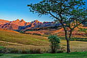 Outer Horn, Inner Horn and Cathedral Peak in alpenglow with acacia in the foreground, Didima, Cathedral Peak, Drakensberg, Kwa Zulu Natal, UNESCO World Heritage Site Maloti-Drakensberg, South Africa