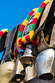 Cattle drive, cow bells, Truden, South Tyrol, Alto Adige, Italy