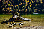 Old wooden trunk with roots in the lake, tourist boat trip/shipping on the Königssee, Königssee with St. Bartholomä Church in front of the Watzmann east wall, Königssee, Berchtesgaden National Park, Berchtesgaden Alps, Upper Bavaria, Bavaria, Germany