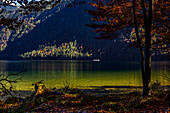 Alter Holzstamm mit Wurzel im See, Königssee, Nationalpark Berchtesgaden, Berchtesgadener Alpen, Oberbayern, Bayern, Deutschland