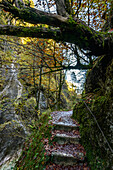 Hiking in the gorge, Almbach, Almbachlamm, gorge, canyon, gorge, Berchtesgaden National Park, Berchtesgaden Alps, Upper Bavaria, Bavaria, Germany