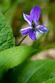 Tall violet, Viola elatior