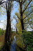 On the way between the NSG Garstadt bird sanctuary and the Mainebne near Hirschfeld and Heidenfeld in the Schweinfurt district, Lower Franconia, Bavaria, Germany