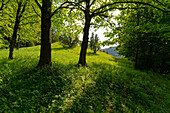Halbtrockenrasen am Neuenberg im Ibengarten bei Glattbach, Biosphärenreservat Rhön, Gemeinde Dermbach, Wartburgkreis, Thüringen, Deutschland