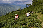 Tea picking on the steep slopes around Darjeeling is hard work that is done exclusively by women, West Bengal, India