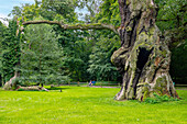 alte Eichen Rus, Czeck und Lech im Schlosspark von Schloss Rogalin (Palais Rogalin; Palac Rogalin, Pałac w Rogalinie)  bei Poznan in der Woiwodschaft Wielkopolska in Polen