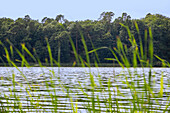 Blick durch Schilfgras auf Insel mit Wald im Jezioro Góreckie im Nationalpark Großpolen (Wielkopolski Park Narodowy) in der Woiwodschaft Wielkopolska in Polen