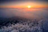 Wave of fog at the Luitpold Tower, Palatinate Forest, Rhineland-Palatinate, Germany