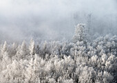 Fog and hoarfrost, Palatinate Forest, Rhineland-Palatinate, Germany