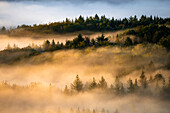 Baumspitzen über dem Nebel, Pfälzerwald, Rheinland-Pfalz, Deutschland