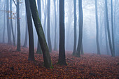 Mystischer Wald, Pfälzerwald, Rheinland-Pfalz, Deutschland