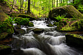 Spring in the Karlstal Gorge, Palatinate Forest, Rhineland-Palatinate, Germany