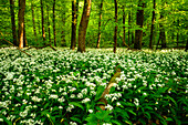 Bärlauchwald, Pfälzerwald, Rheinland-Pfalz, Deutschland