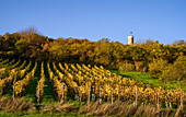 Autumnal vineyards at the waiting tower, Albisheim, Rhineland-Palatinate, Germany