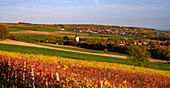 Herbstliche Weinberge am Warteturm, Albisheim, Rheinland-Pfalz, Deutschland