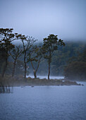 Bäume im Nebel an einem See in Schottland, Vereinigtes Königreich