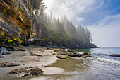 Fog gathering; Canada, British Columbia, Vancouver Island