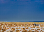 Lonliness; Namibia, Etosha