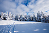 Winter fairytale landscape; Switzerland, Canton Solothurn, Grencherberg