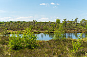 NSG Schwarzes Moor, Rhön Biosphere Reserve, Lower Franconia, Franconia, Bavaria, Germany