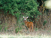 Roe deer, Capreolus capreolus, in the field