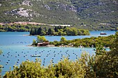 Mussel farming in Ston, Dalmatia, Croatia
