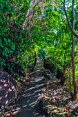 Forest path on Fitzroy Island, Queensland, Australia